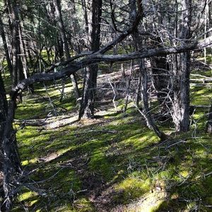 Meet your Posher, Dana